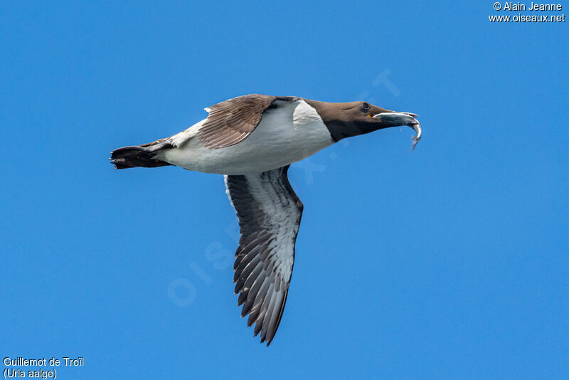 Common Murre, Flight, fishing/hunting