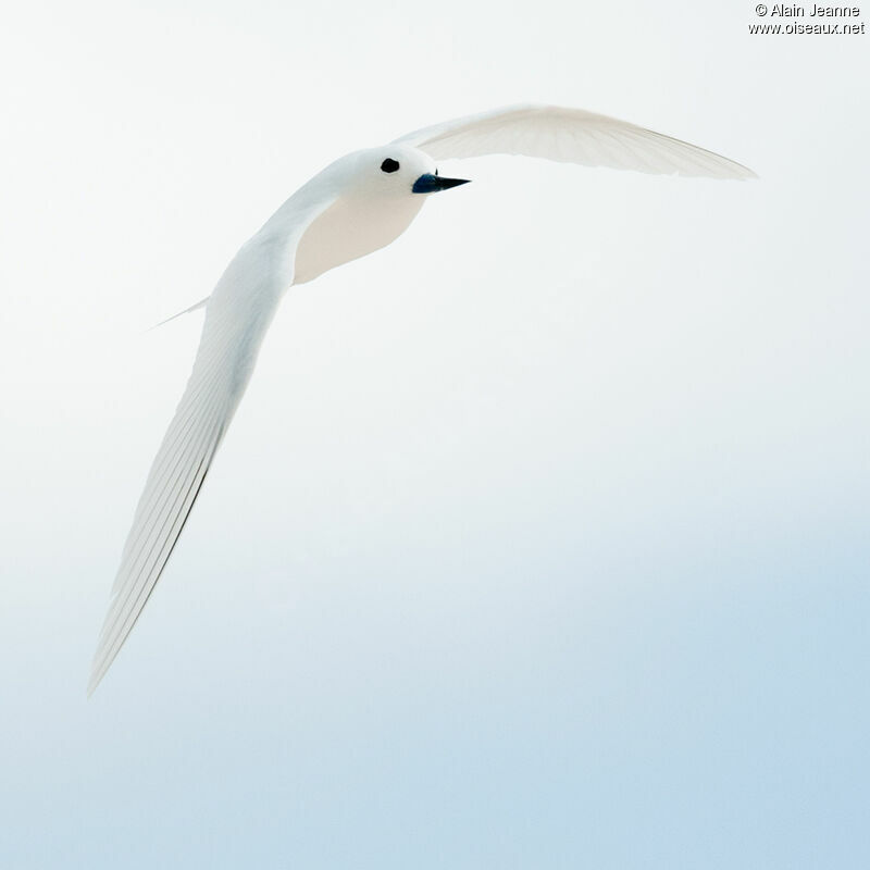 White Tern, Flight