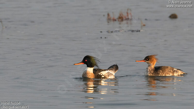 Red-breasted Merganseradult, swimming