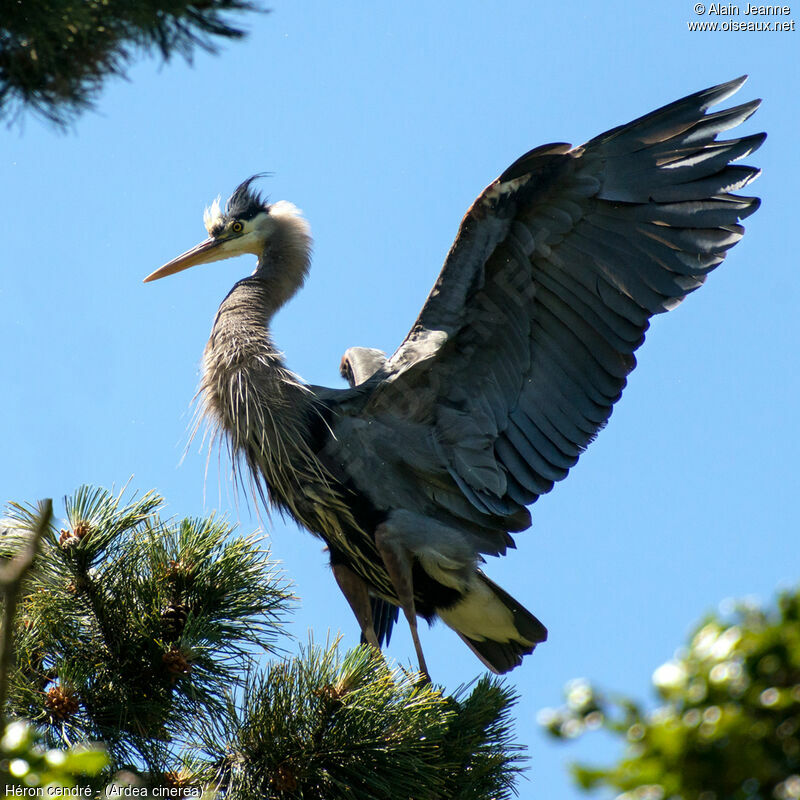 Grey Heron