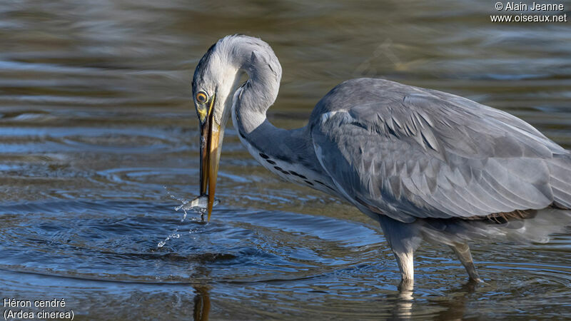 Grey Heron, fishing/hunting