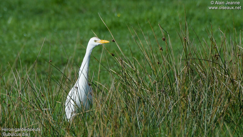 Western Cattle Egret, identification