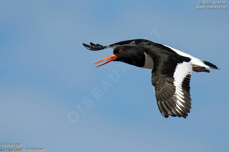 Eurasian Oystercatcher, Flight