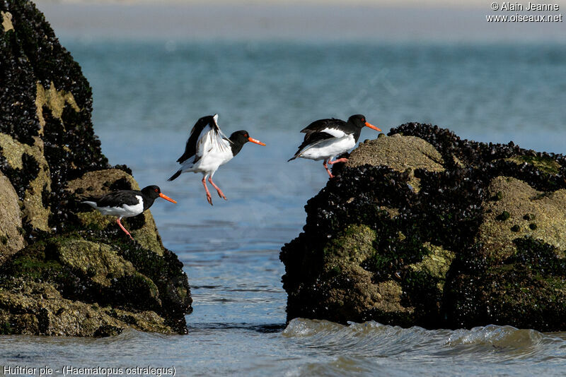 Eurasian Oystercatcher