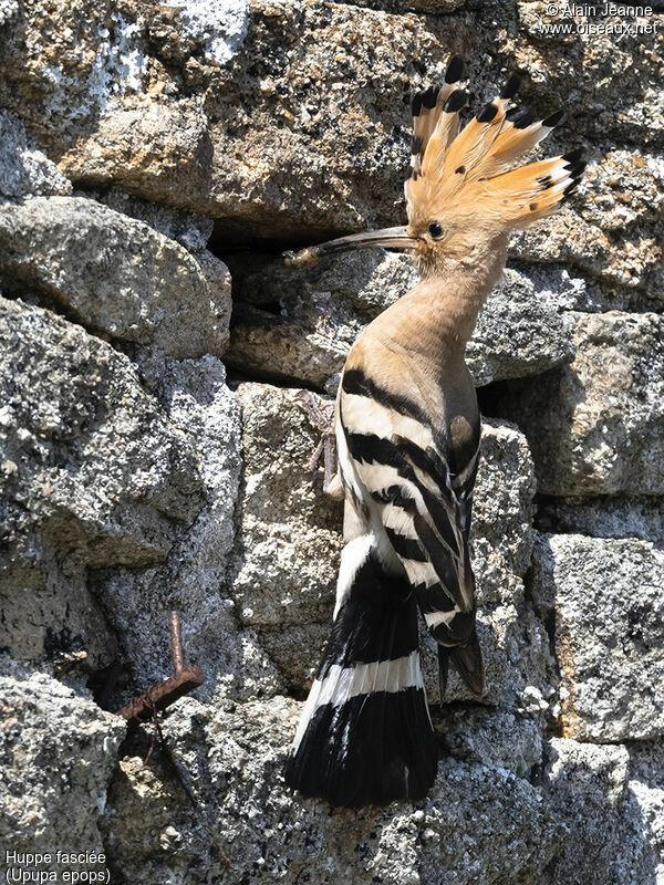 Huppe fasciéeadulte, habitat