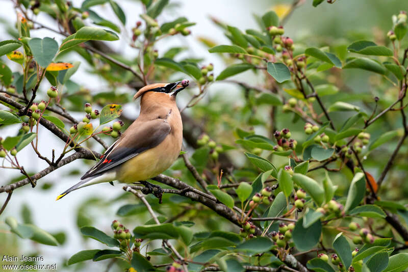 Cedar Waxwingadult, feeding habits, eats