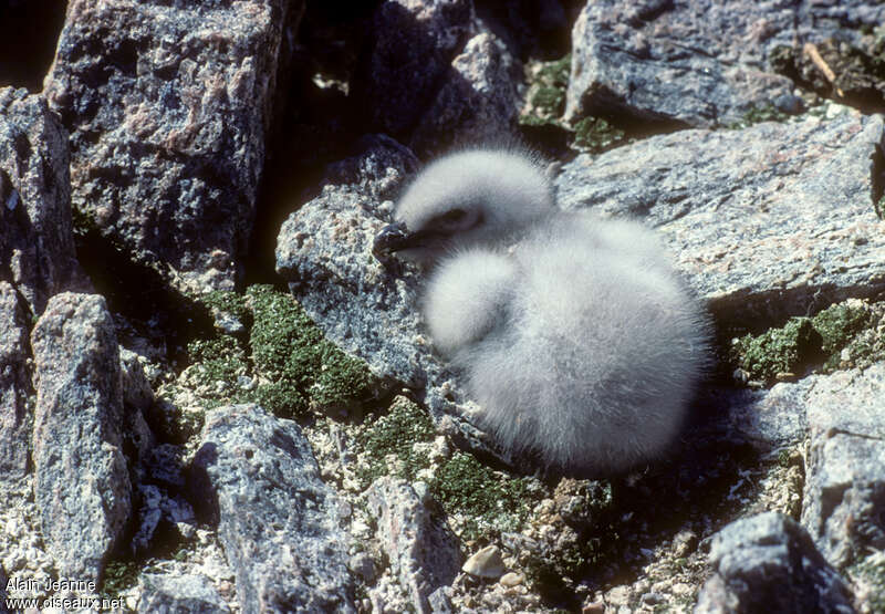 Labbe de McCormickPoussin, identification