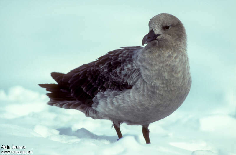 South Polar Skuaadult, identification