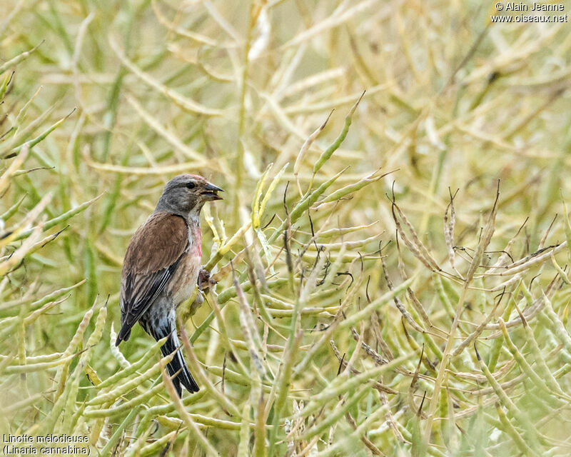 Linotte mélodieuseadulte internuptial, mange