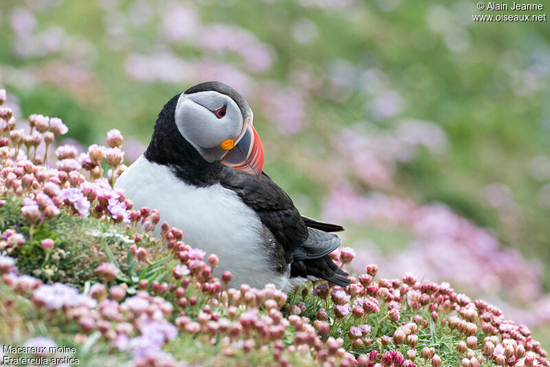 Atlantic Puffin