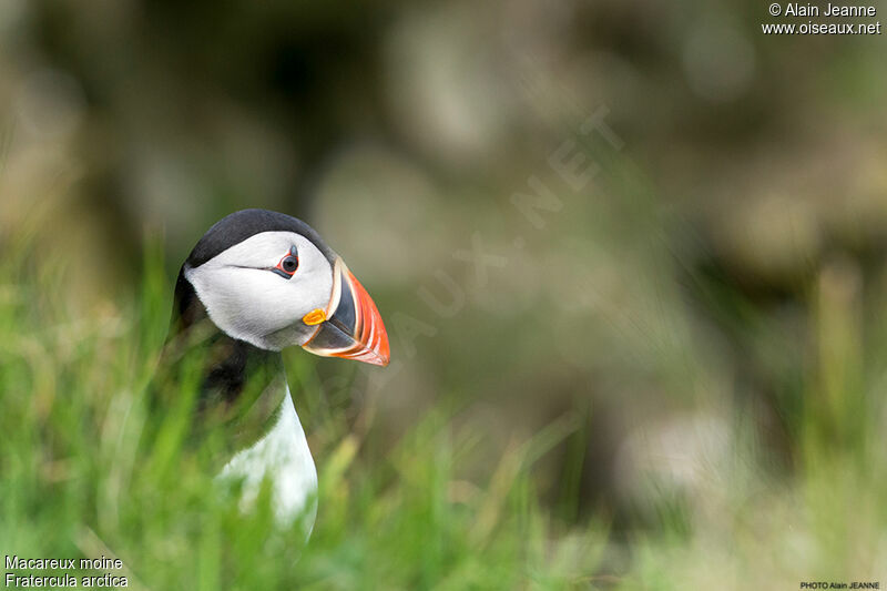 Atlantic Puffin