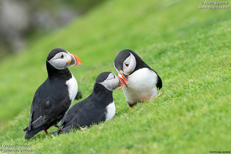 Atlantic Puffin