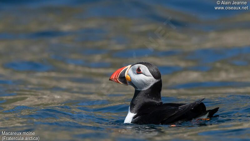 Atlantic Puffin, swimming