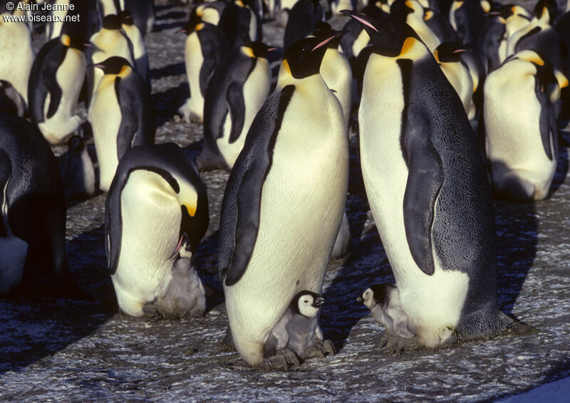 Emperor Penguin