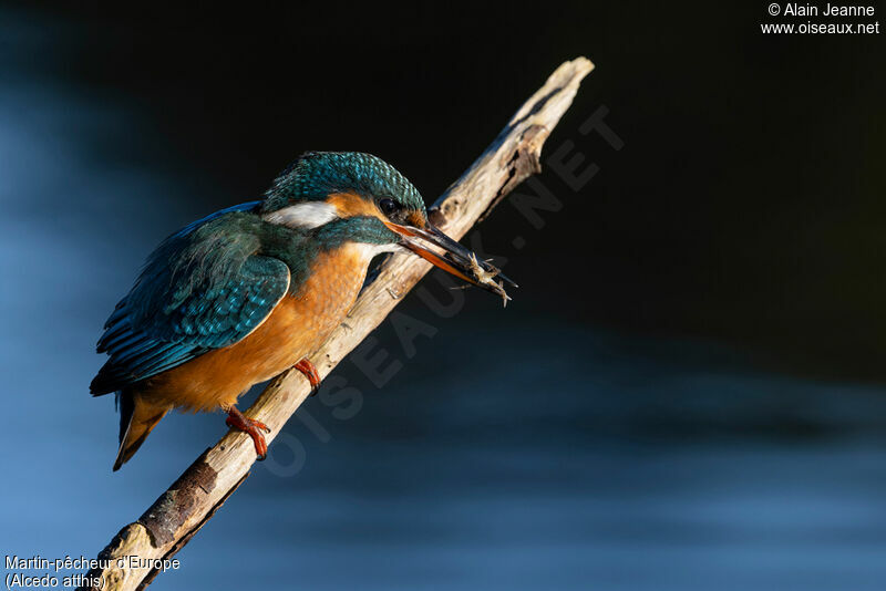 Martin-pêcheur d'Europe femelle, pêche/chasse