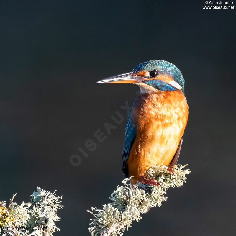 Martin-pêcheur d'Europe femelle adulte, identification