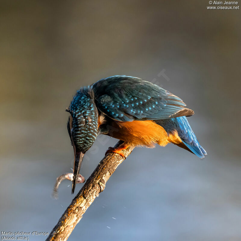 Martin-pêcheur d'Europe femelle, pêche/chasse