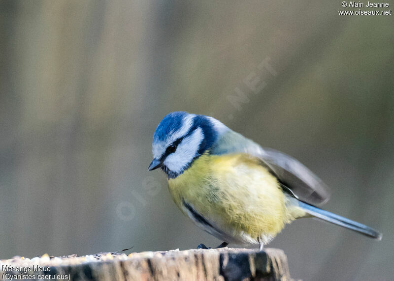 Eurasian Blue Tit, close-up portrait, eats