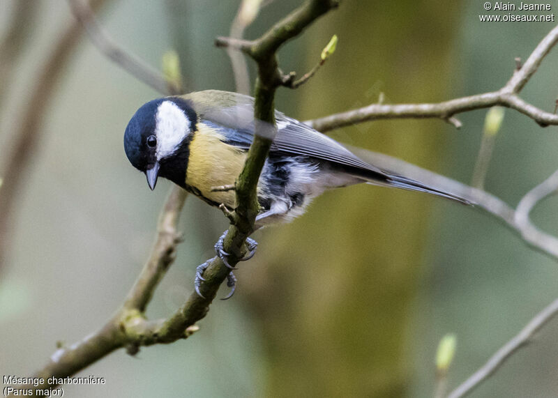 Great Tit