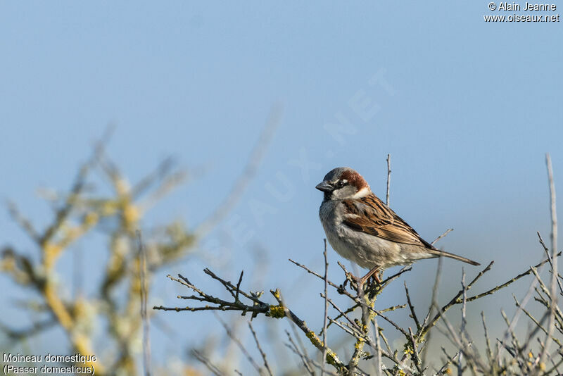 House Sparrow