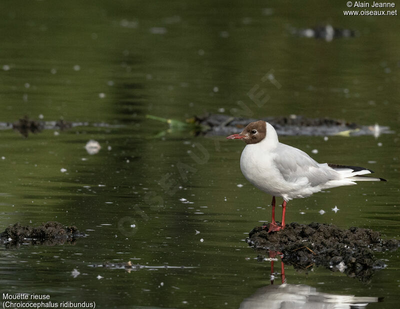 Mouette rieuse, portrait