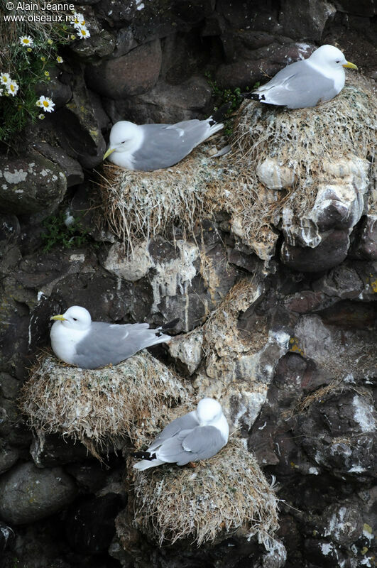 Mouette tridactyle, Nidification