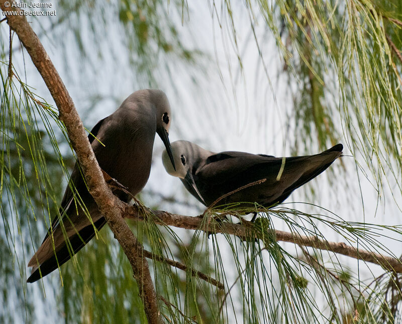 Lesser Noddy 