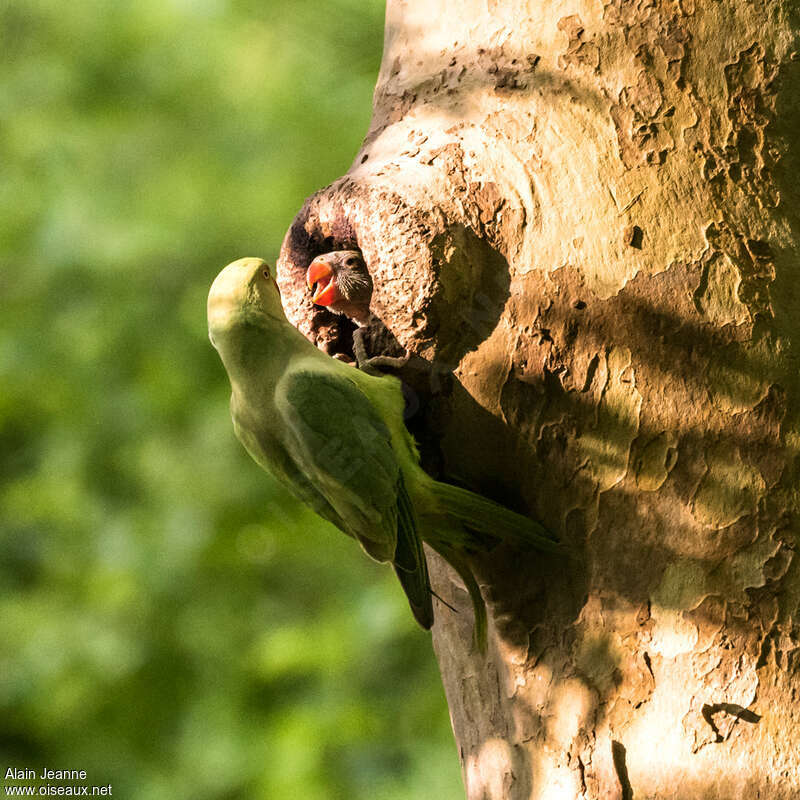 Perruche à collier, habitat, Nidification