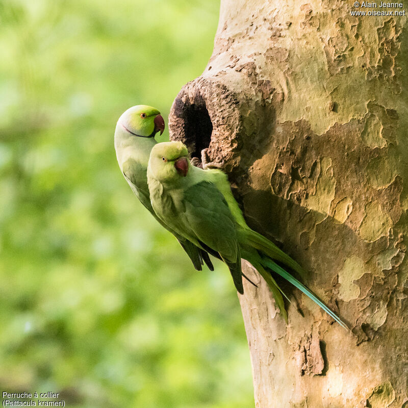 Rose-ringed Parakeetadult