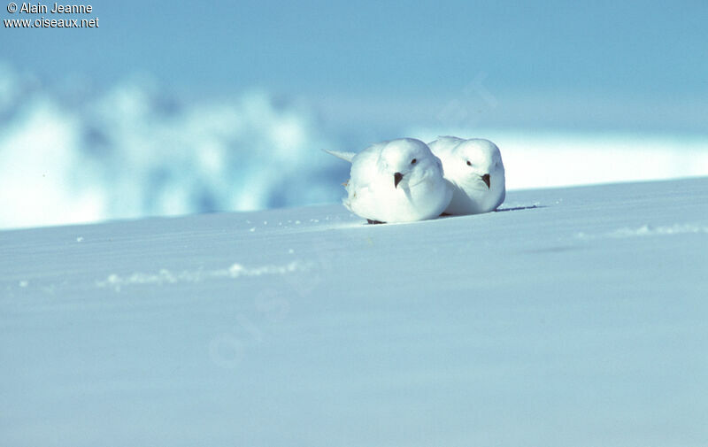 Pétrel des neiges