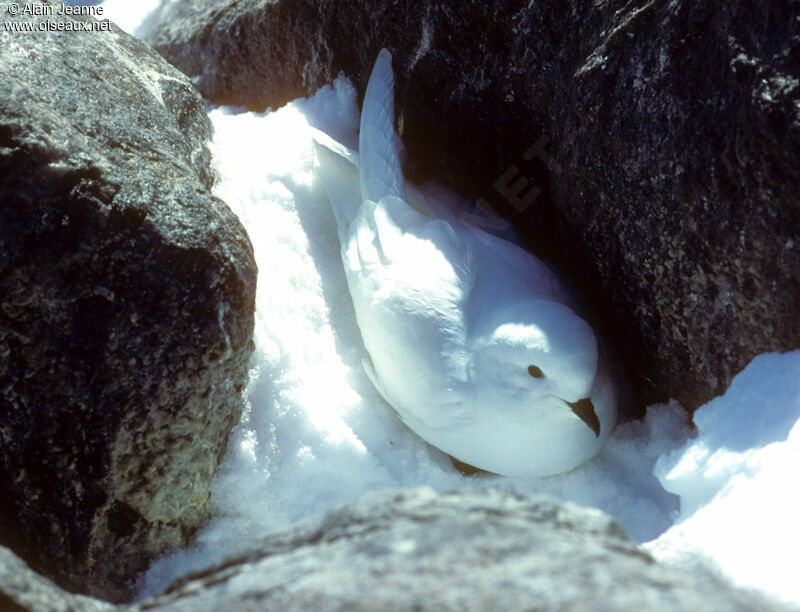 Pétrel des neiges