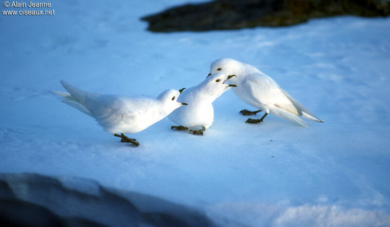 Pétrel des neiges