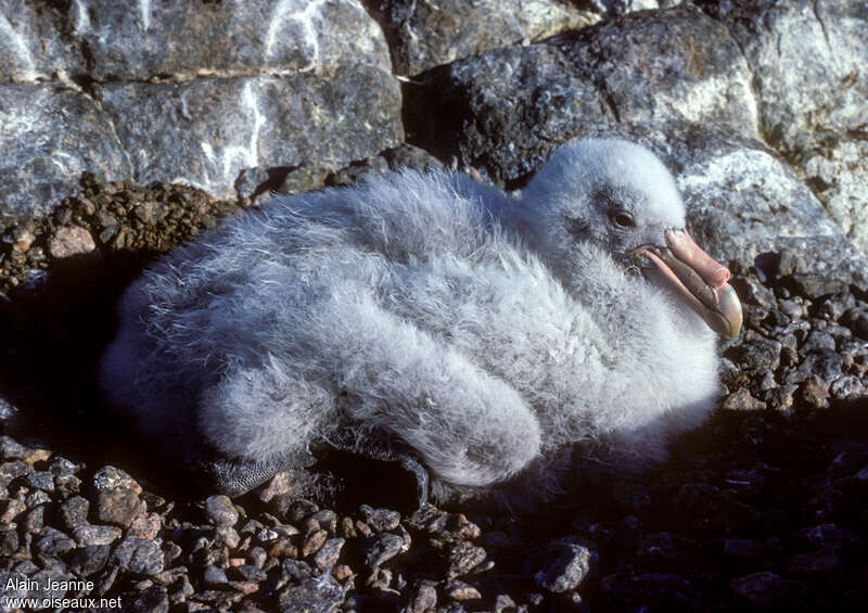 Southern Giant PetrelPoussin, identification