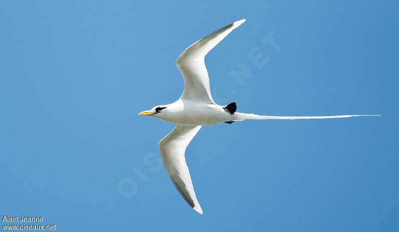 White-tailed Tropicbirdadult, Flight