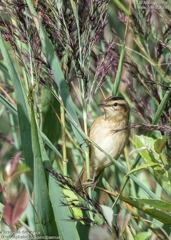 Phragmite des joncs