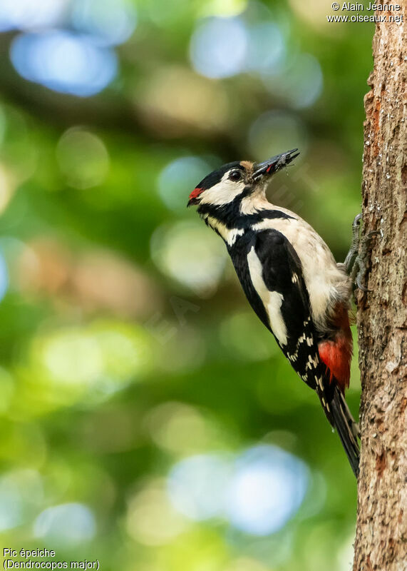 Pic épeiche mâle adulte, habitat