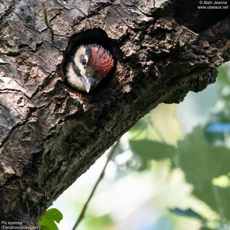 Great Spotted WoodpeckerPoussin