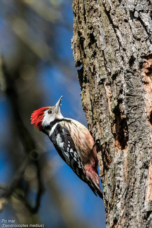 Middle Spotted Woodpecker male adult, identification