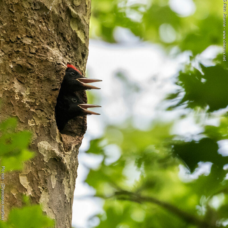 Black WoodpeckerFirst year, Reproduction-nesting