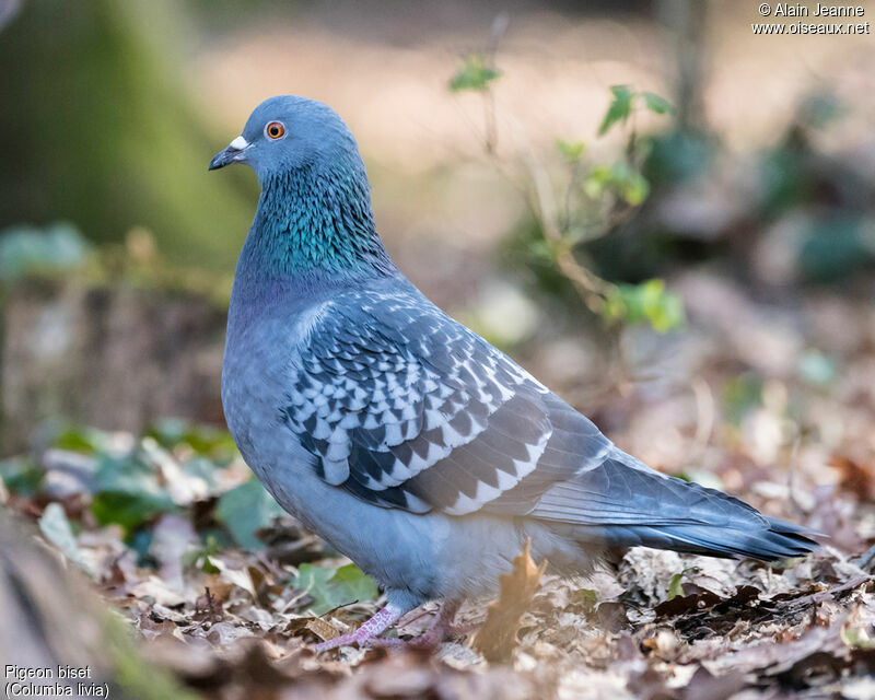 Pigeon bisetadulte, portrait, marche