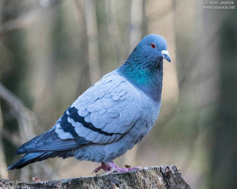 Pigeon bisetadulte, portrait, marche