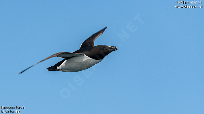 Razorbill, Flight