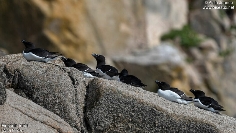 Pingouin torda