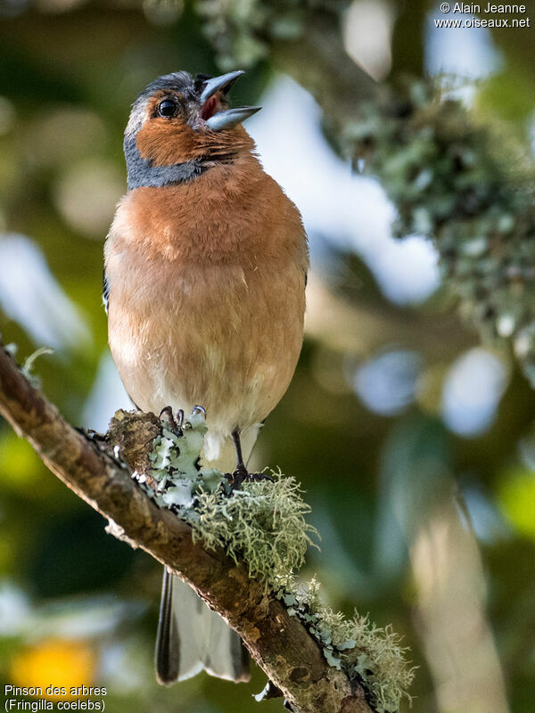 Pinson des arbres, identification, Comportement