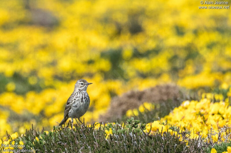 Pipit farlouse