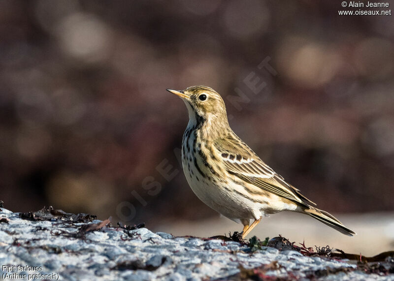 Meadow Pipit, identification