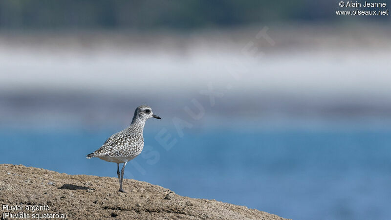 Grey Plover, identification, walking