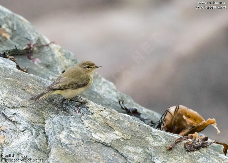 Common Chiffchaff, close-up portrait