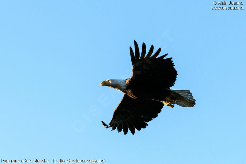 Bald Eagle