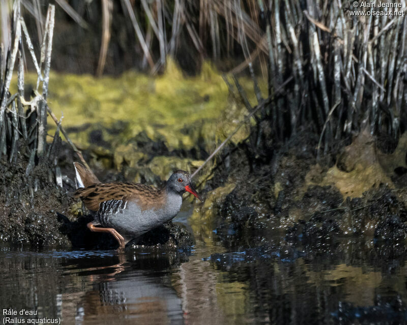 Water Rail